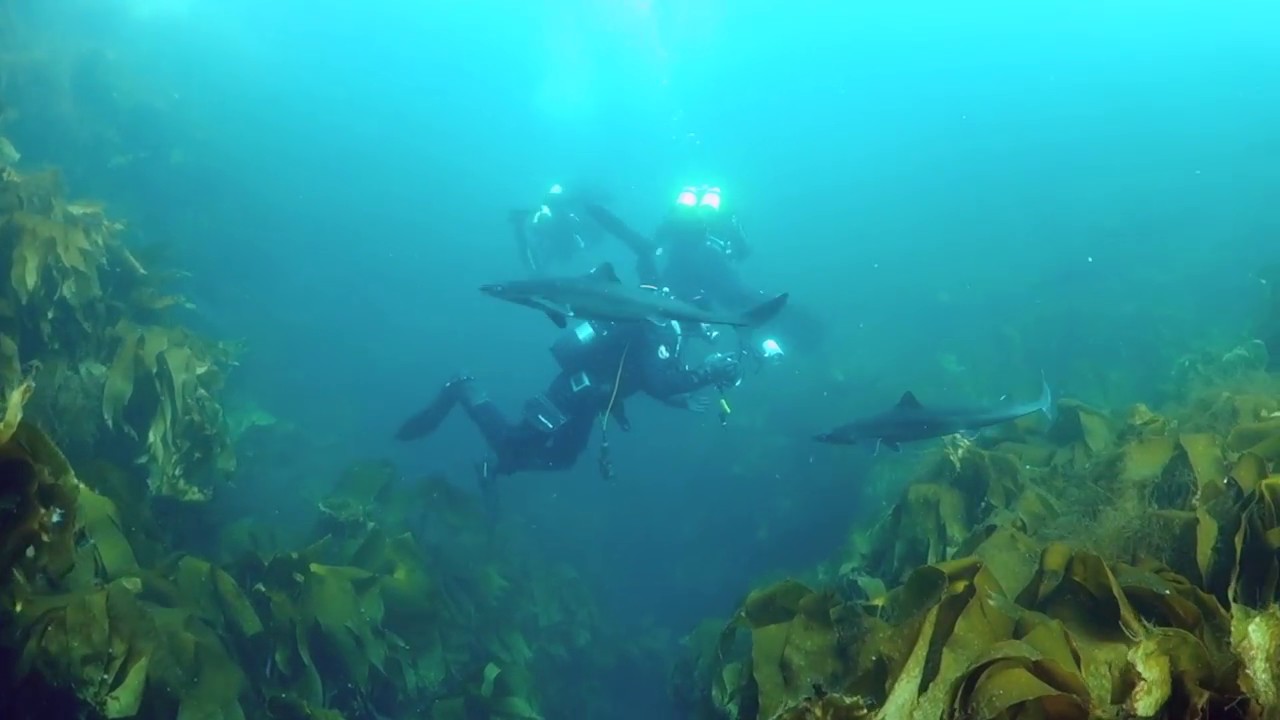 Close encounter with sharks in Norway!