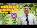 #Biomentors #NEET 2021: Biology - Morphology of Flowering Plants lecture - 1