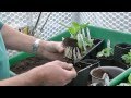 Taking Dahlia Cuttings