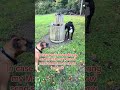 Help us #dog #adorably #doggie #funny #doggielife #adoreble #petsunited #pets #unusual #perfect