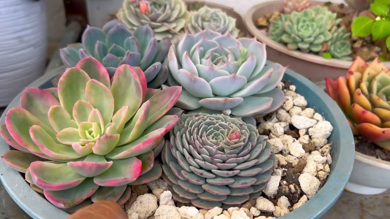 NUEVO Vistazo a mi Jardín en 2026 | Fabi Plantas 🩷 