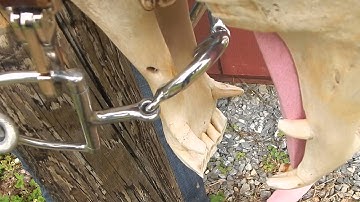 Segunda Port Dee Ring Snaffle