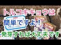 プレゼント 観賞用 販売 ビジネス用 トルコキキョウ栽培