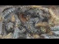 マイマイガの幼虫が大発生！！毛虫の駆除　Outbreak of caterpillar खराब कैटरपिलर के बहुत सारे