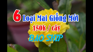 Mai Giống Cúc Thọ Hương, Lá Ngọc Cành Vàng, Cúc Hoàng Hậu, Cúc 4 Long