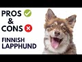 Finnish Lapphund Dog Breed Pros and Cons | Finnish Lapphund Advantages and Disadvantages