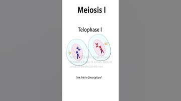 Meiosis Animation with Crossing-over  #biology #celldivision #meiosis #genetics #recombination
