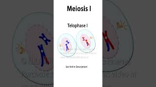 Meiosis Animation with Crossing-over  #biology #celldivision #meiosis #genetics #recombination