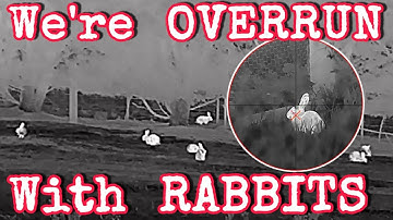 Overrun With Rabbits || They
