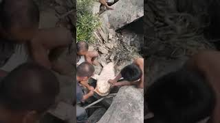 Biggest fish catch in zinki river, Nagaland