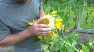 DELICIOUS grilled whole sunflower head by gregpryorhomestead 26,190 views 2 years ago 3 minutes, 19 seconds