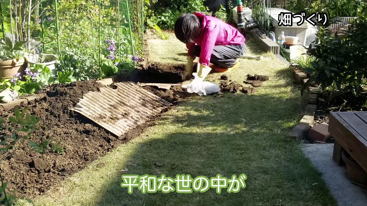 家庭菜園 初心者 続 庭に畑を作ります 土づくりしながらコロナに思う Youtube