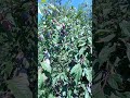 любимый с детства сорт слив угорка любимый с детства сорт слив угорка