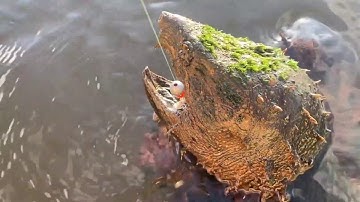 GIANT MONSTER Alligator Snapping Turtle ATTACKS Again!