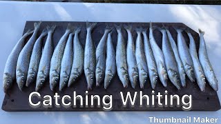 Adelaide Whiting Fishing