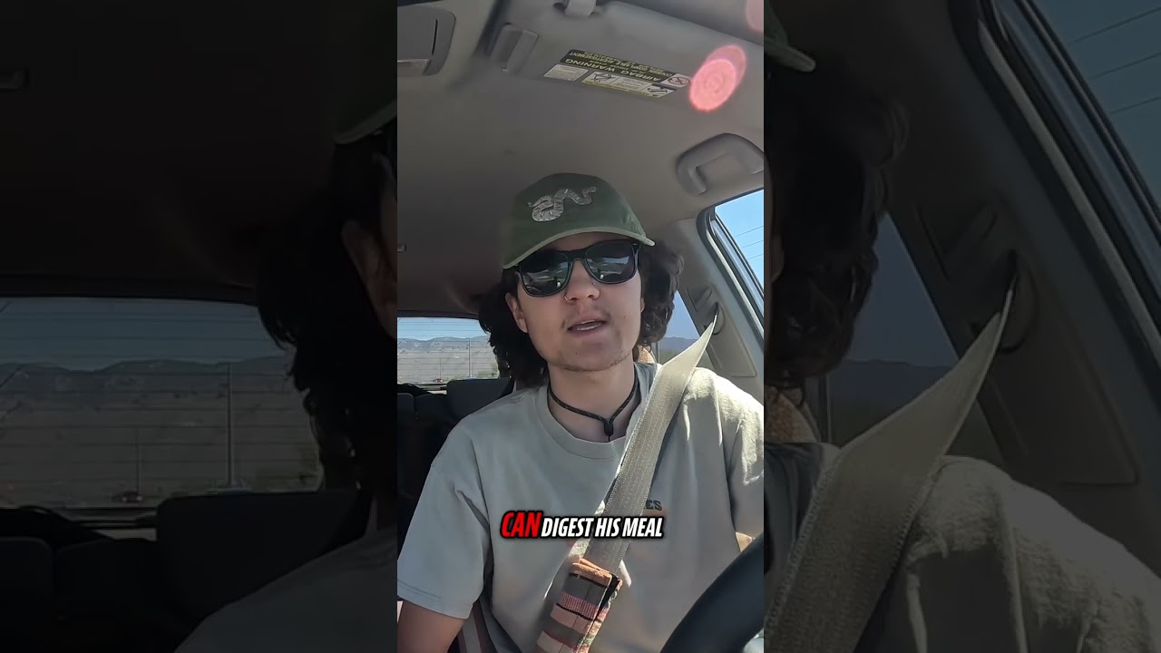 This is NOT a Rattlesnake