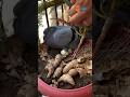 Tiny Rescue Mission Mother Bird #humanity #garden #shorts