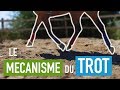 Tout savoir sur le trot  sance monte 