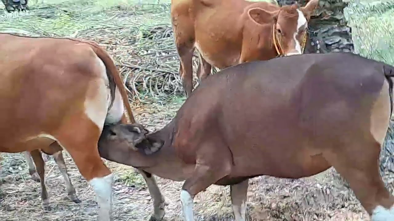 Sapi betina indukan menyusui 2 sapi sekaligus dalam waktu yang bersamaan.