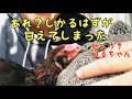 【新入りにわとり・ハルちゃんの試練②】２日目の朝はこんなことが起きました