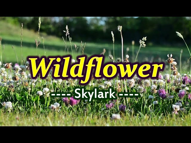 Wildflower - Skylark (KARAOKE VERSION) class=