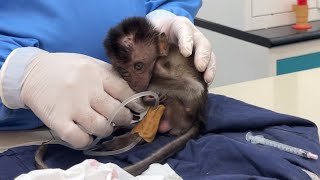 The poor little monkey received medical care and fluids.