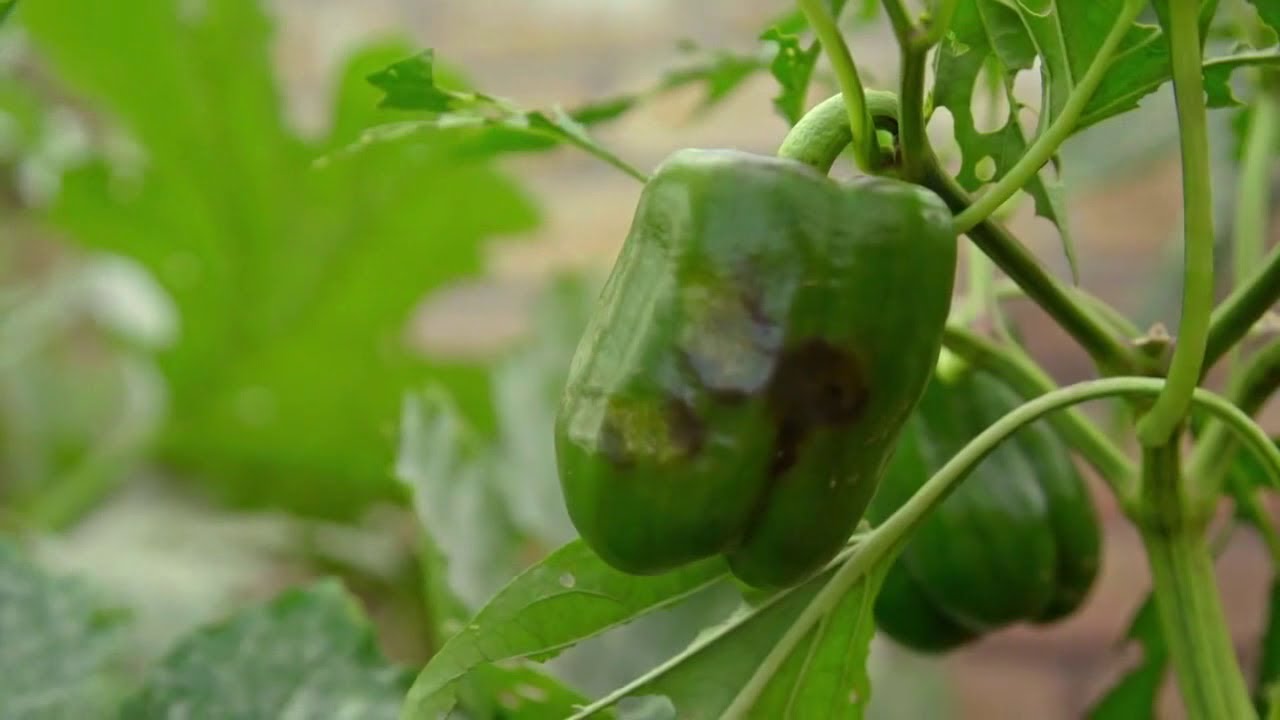 Kertem főztje paprika termesztése S02 E07 részletek mp4