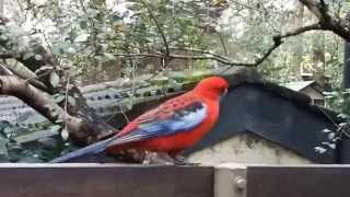 Australian Crimson Rosellas