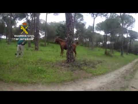 Sancionado por coger espárragos mientras su hijo montaba a caballo en Doñana