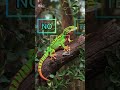 ‼️🦎NUEVO VIDEO🦎‼️.