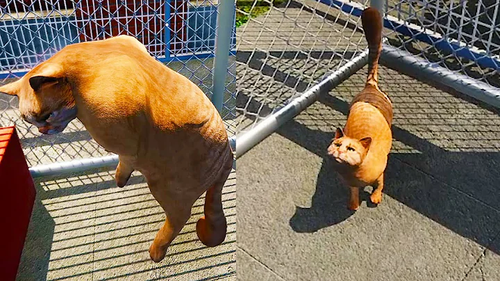 Adopt Cats at New Animal Shelter ( Sim Game ) - DayDayNews