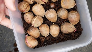 Planting Oak tree acorns- Beginning to end