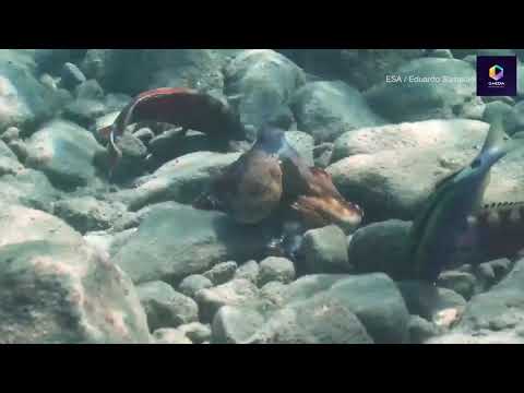 Octopuses Punch Out