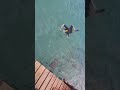 Swimming with the turtles at Playa Piskadó, Curaçao 🇨🇼