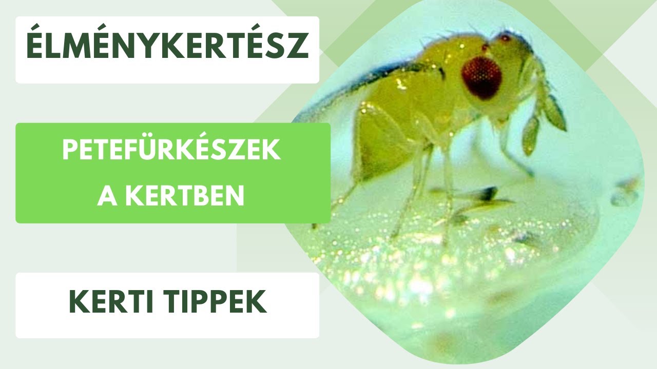 Petefürkészek a kertben🪰