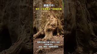 The thousand-year-old crape myrtle tree in Guizhou is in full bloom.🌲#tree #travel