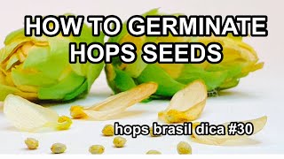 HOW TO GERMINATE HOPS SEEDS - HOPS WORLD TIP # 30