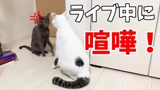 ゲリラライブ中にハムとチロが喧嘩しましたｗ