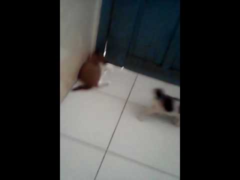 Kucing anggora vani