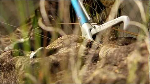 Venom Hunter: Spitting Cobra
