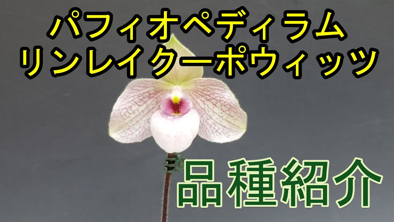 Paph.Lynleigh Koopowitz パフィオペディラム リンレイクーポ