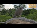 SUARA PANGGILAN BURUNG TEKUKUR KRISTAL NGERUK RAPAT,LOKASI PUNCAK HOTEL BINTANG 5 😀.