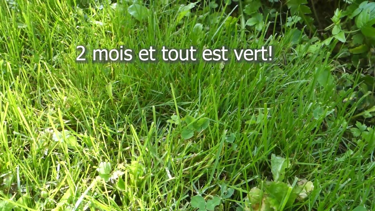 En test: Vilmorin herbe rustique / Gazon, 1 kg, 40 m²