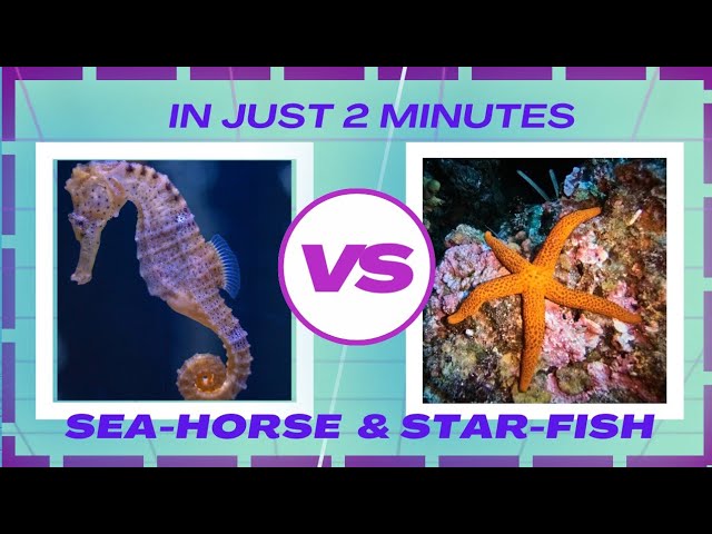 Exploring seahorse and starfish| Difference and similarities