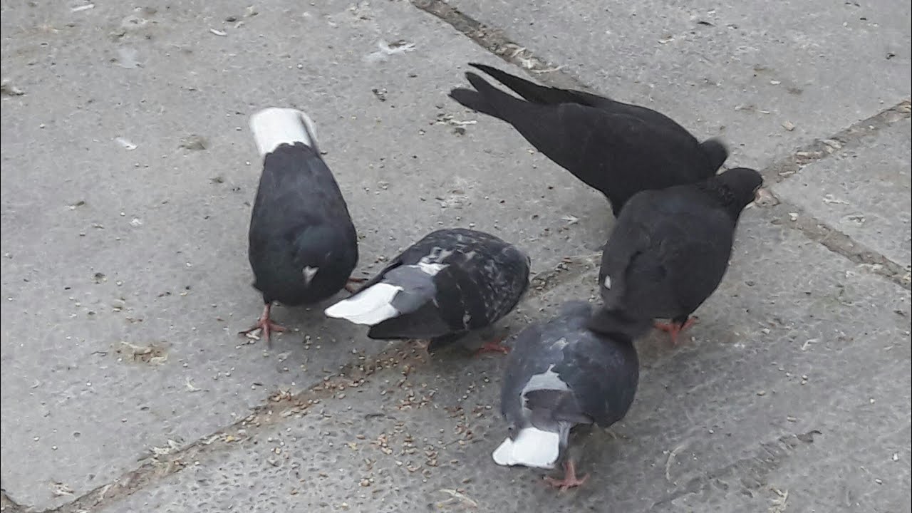 اليوم طيرنا البصراويات لعيون حبايبنا ❤❤