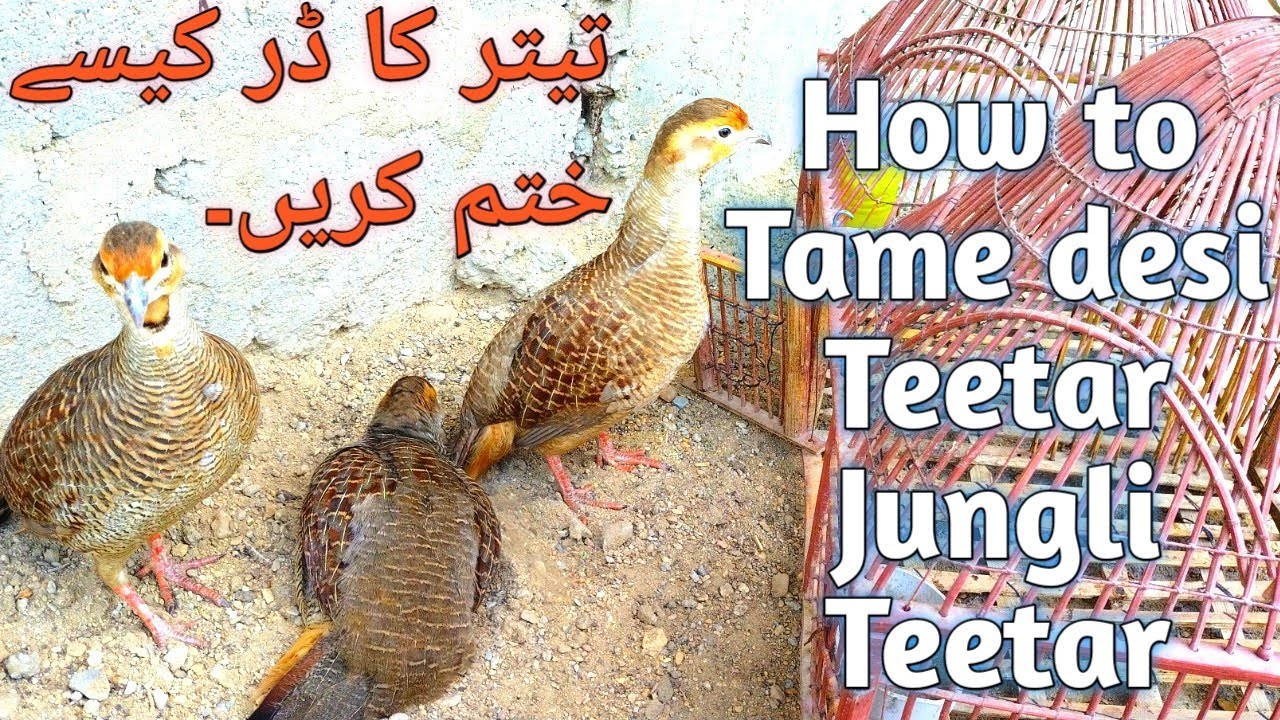 How To Tame Jungli Teetar |Tame Jungli Teetar #mahtabbirds #Jungliteetar