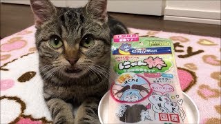 初めてのにゃん棒にかじりついて健康ケアする子猫