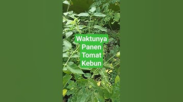 Waktunya panen tomat 🍅 #buah #tomat