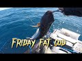 Friday fat cod