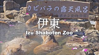 8K HDR 2#   Capybara at Izu Shaboten Zoo in Shizuoka 2023